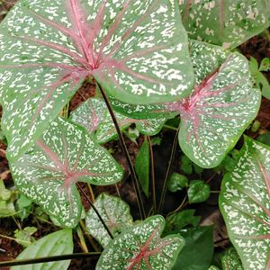 Bicolor Caladium