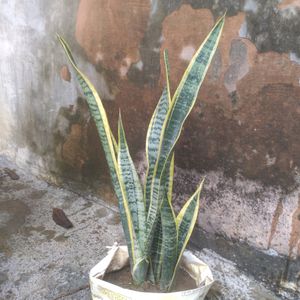 Snake Plant In Healthy Condition