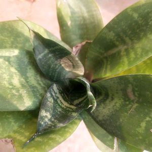 Sansevaria Bird Next Snake Plant Healthy With Root