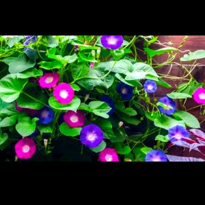 Mix Color Morning Glory Seeds