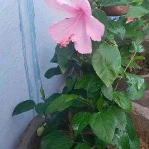 Combo Of 4 Color Hibiscus Plant With Root