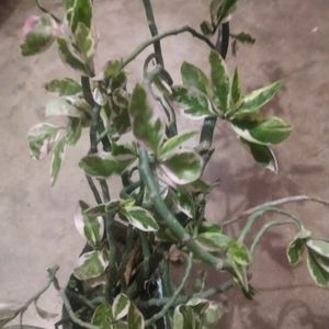 Double Color House Plant Full