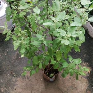 Vairegated Big Size Healthy Tulsi Plant With Root