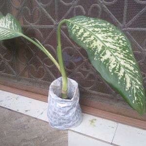 Combo Of Two Plants -Dieffenbachia And Giloya