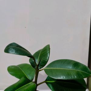 FICUS ELASTICA IN A PREMIUM TERRACOTTA POT