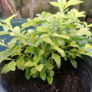 SALE 💥💥🌟Elegant Golden Duranta Plant 🌿✨✨🌿