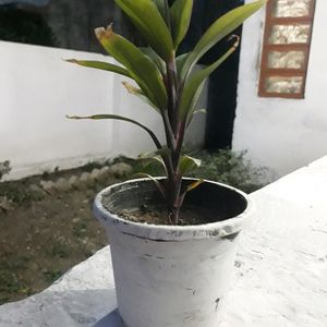 Show plant