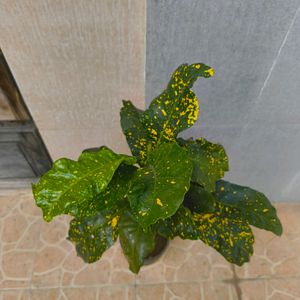 Gold Dust Croton With 10 Inch Plastic Pot