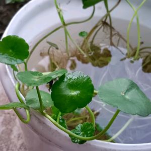 Coin Plants Lucky Plant