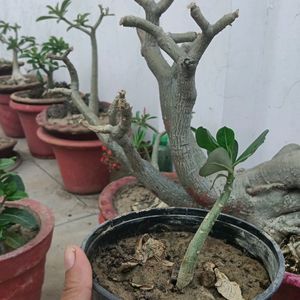 Adenium Plant