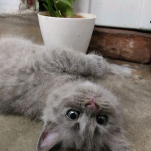 Persian Kitten For Sale