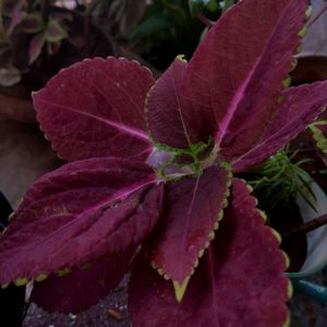 coleus plant