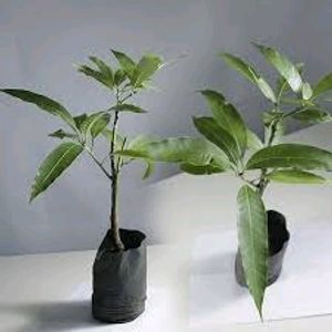 Mango Plants