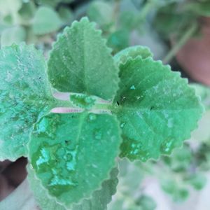 Mexican Mint Plant