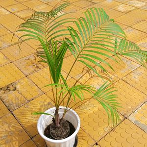 Areca Palm