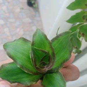 Basket Plant Cuttings- Hanging