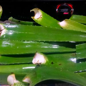 Fresh Organic Full Pulpy Aloevera Medicinal Leaf