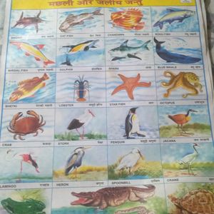 Fishes And Aquatic Animals Chart