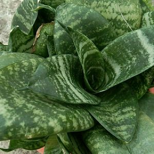 Snake Plant with pot