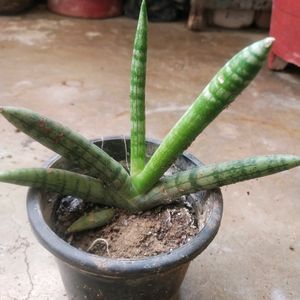 Rare Cylendrical Dracaena Angolensis Plant