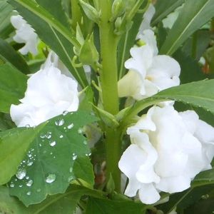 White Colour Balsam Flower Plant