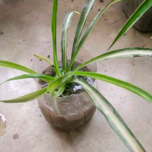 Spider Plant 4 Variety With Root