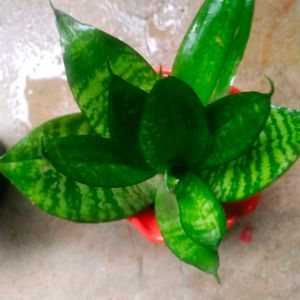 Bird Next Sanseveria Snake Plant With Pot