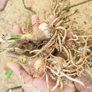 Amaryllis Lily Bulb