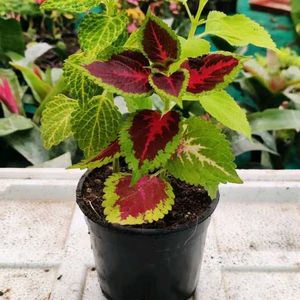 Coleus Red Green plant