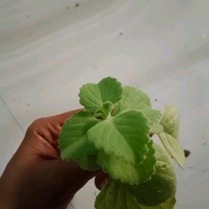 Ajwain Plant Cutting