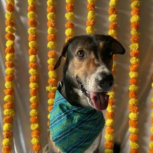 Festive Pet Bandhani Bandana