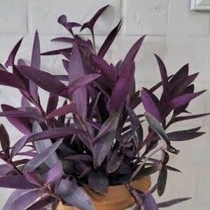 Purple 💜 Vine Plant