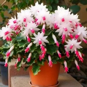 White Zygo Cactus Plant