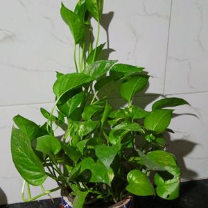 Money Plant