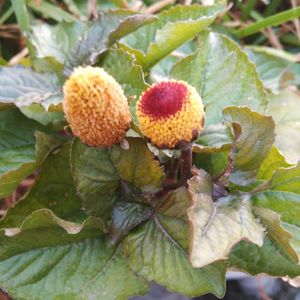 Spilanthes acmella Akarakara Live Plant