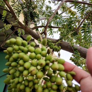 Sweet neem or curry leaf seeds