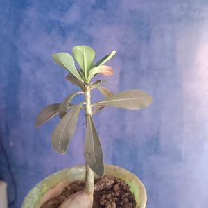 Adenium Plant