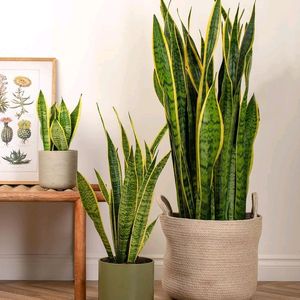 Snake Plant