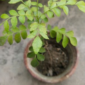 Curry Leaves Plant Live With Healthy Root,