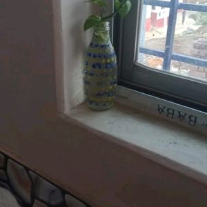 5 Money Plants With Roots In A Bottle Filled Water