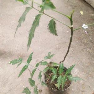 Healthy Neem Plant With Pot