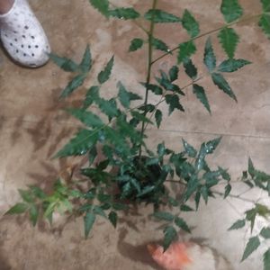 Live Healthy Neem Plant With Pot