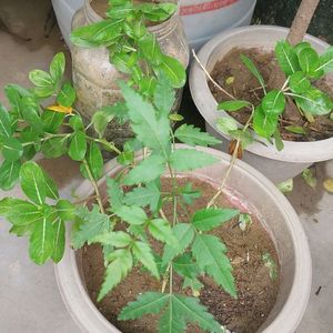 Neem Plant 🌿