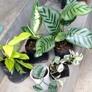 Five Varieties Plants Combo