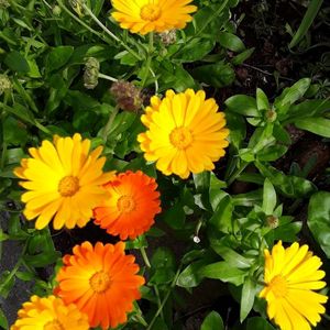 3 Winter Flower Seeds