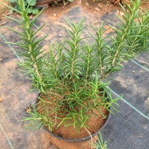 Rosemary Plant