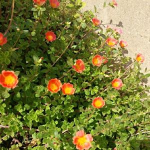 Orange Portulaca Flowers