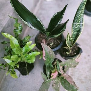 Air Purifying Plants (Four Varieties)