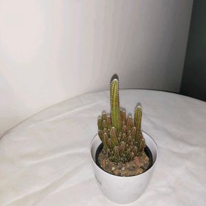 Fairy Castle Cactus