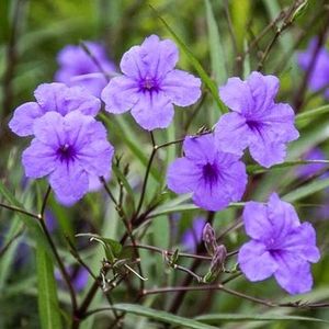 Ruellia Tuberosa